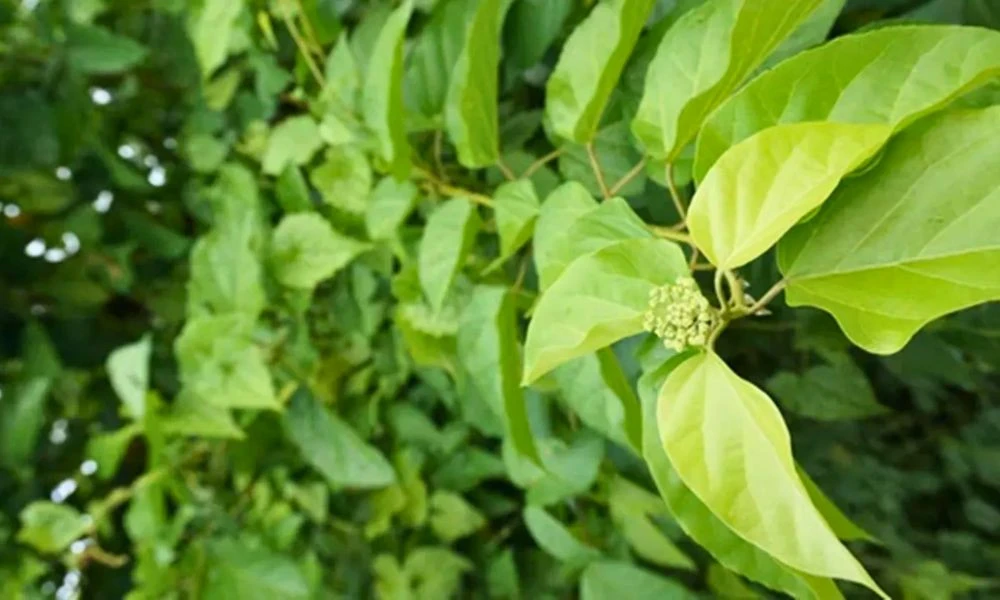 পাইলস উপশমে কার্যকর হতে পারে যে ভেষজ