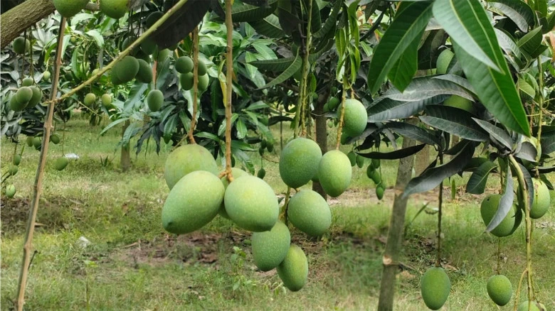 আমের ফলন ২৭ লাখ মেট্রিক টন ছাড়াতে পারে